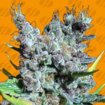 Runtz Gum Feminized Seeds