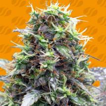 Sherbet Moonrocks Feminized Seeds