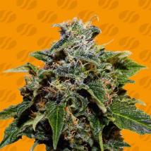 Skunk