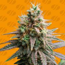 Tiramisu Feminized Seeds cannabis seeds Tiramisu Feminized Seeds
