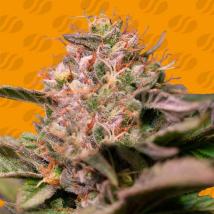 Trop Cherry Feminized Seeds