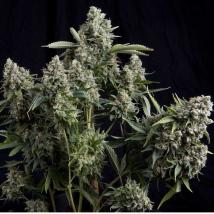 Tutankhamon Fast Feminized Seeds