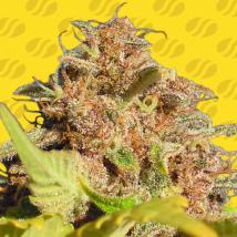 Wedding Cake Auto Feminized Seeds
