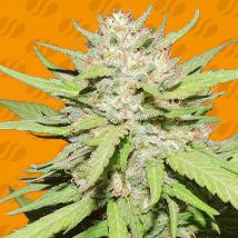 Wedding Cake Feminized Seeds