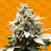 White Raspberry Truffle Feminized Seeds