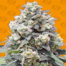 White Widow + Feminized Seeds