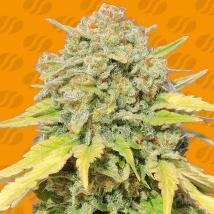 Z Feminized Seeds