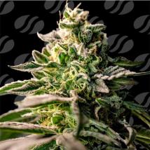 Zingatsu Feminized Seeds