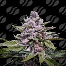 Zoapaya Auto  Feminized Seeds