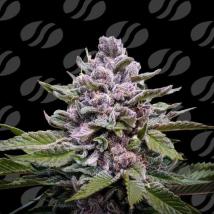 Zoapaya Auto Cannabis Seeds