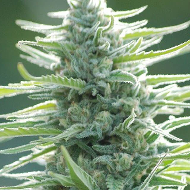 Buy Original Sensible Seeds Pure Africa FEM