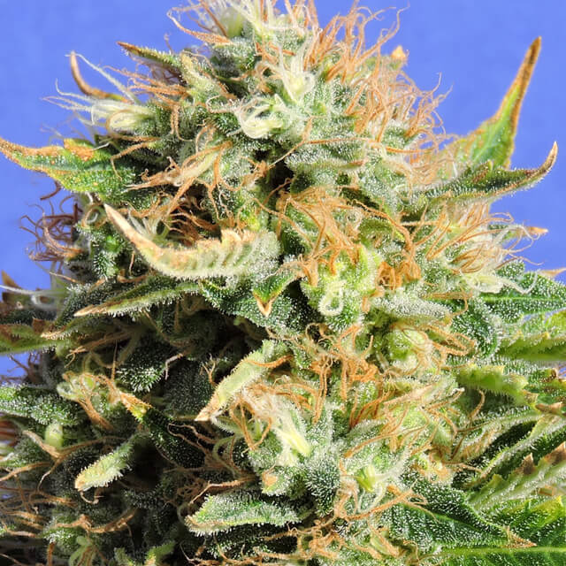 Buy Original Sensible Seeds Chronic Lights FEM