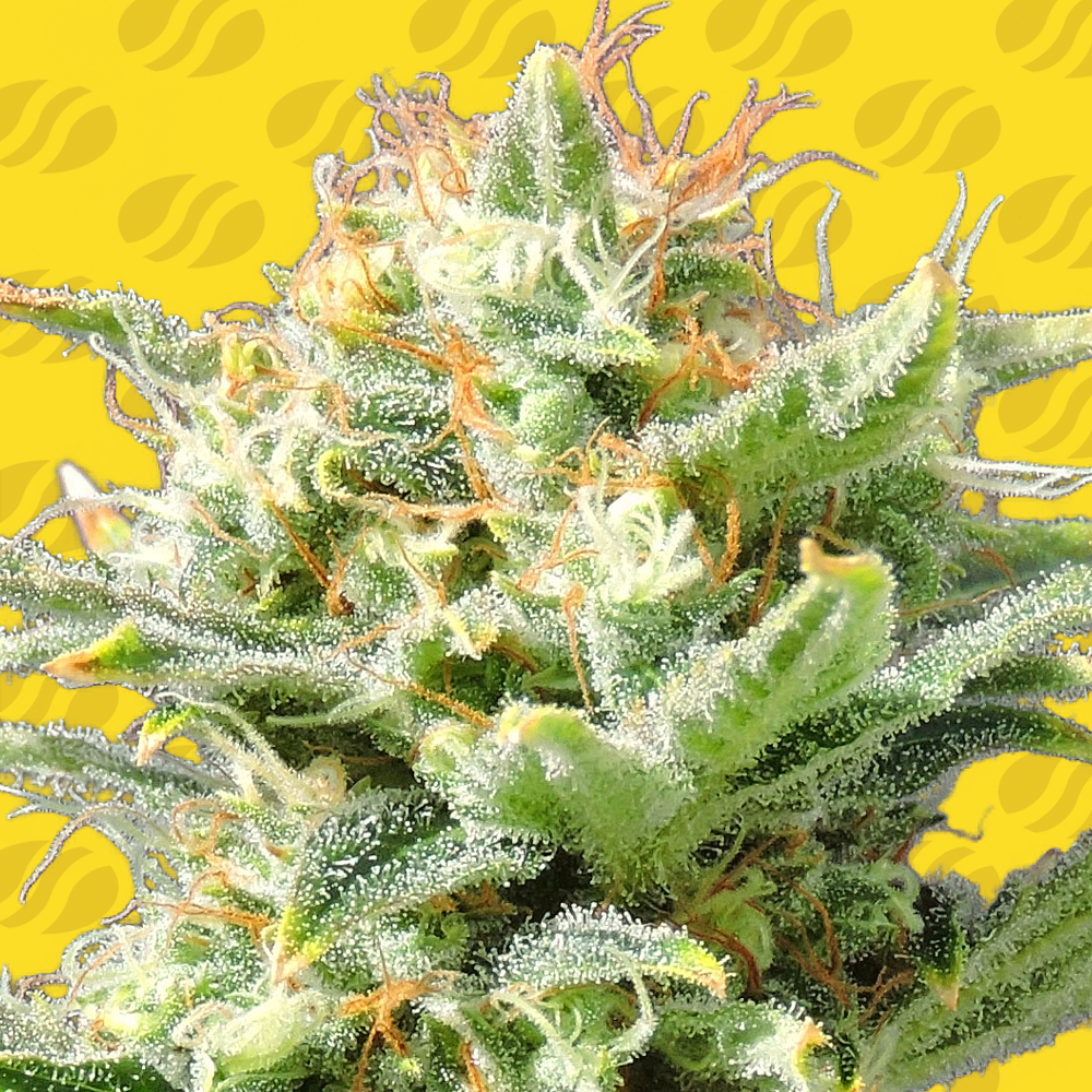 Buy Original Sensible Seeds Auto Super Skunk FEM