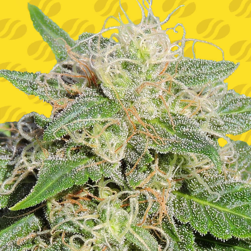 Auto Lemon Haze, Semillas a Granel Feminizadas