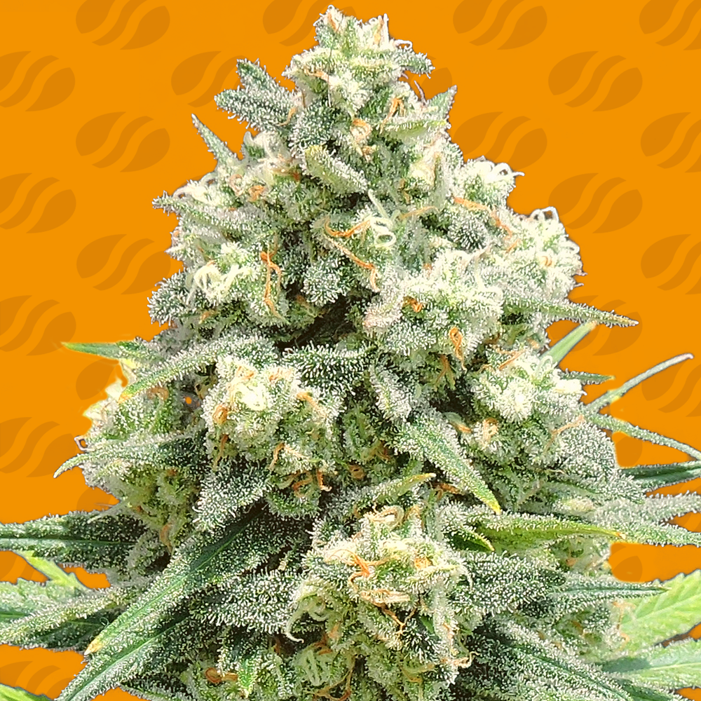 Buy Original Sensible Seeds White Critical FEM