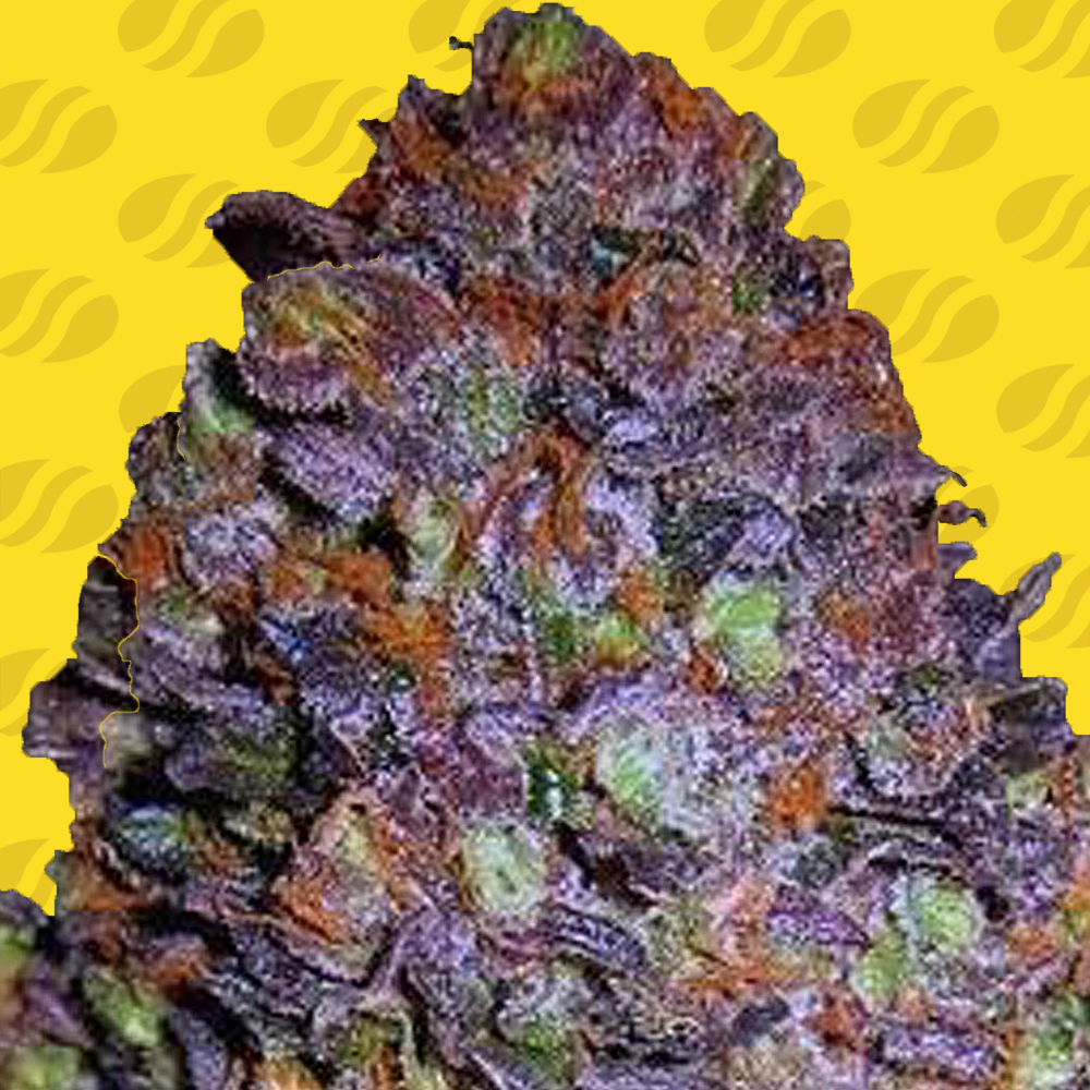Purple Haze Auto Cannabis Zaden