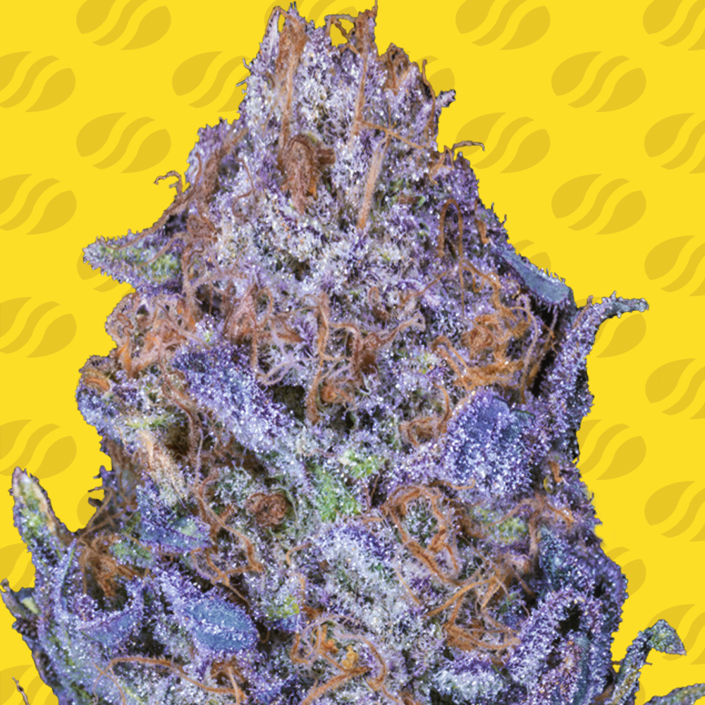 Auto Purple Semillas de Marihuana