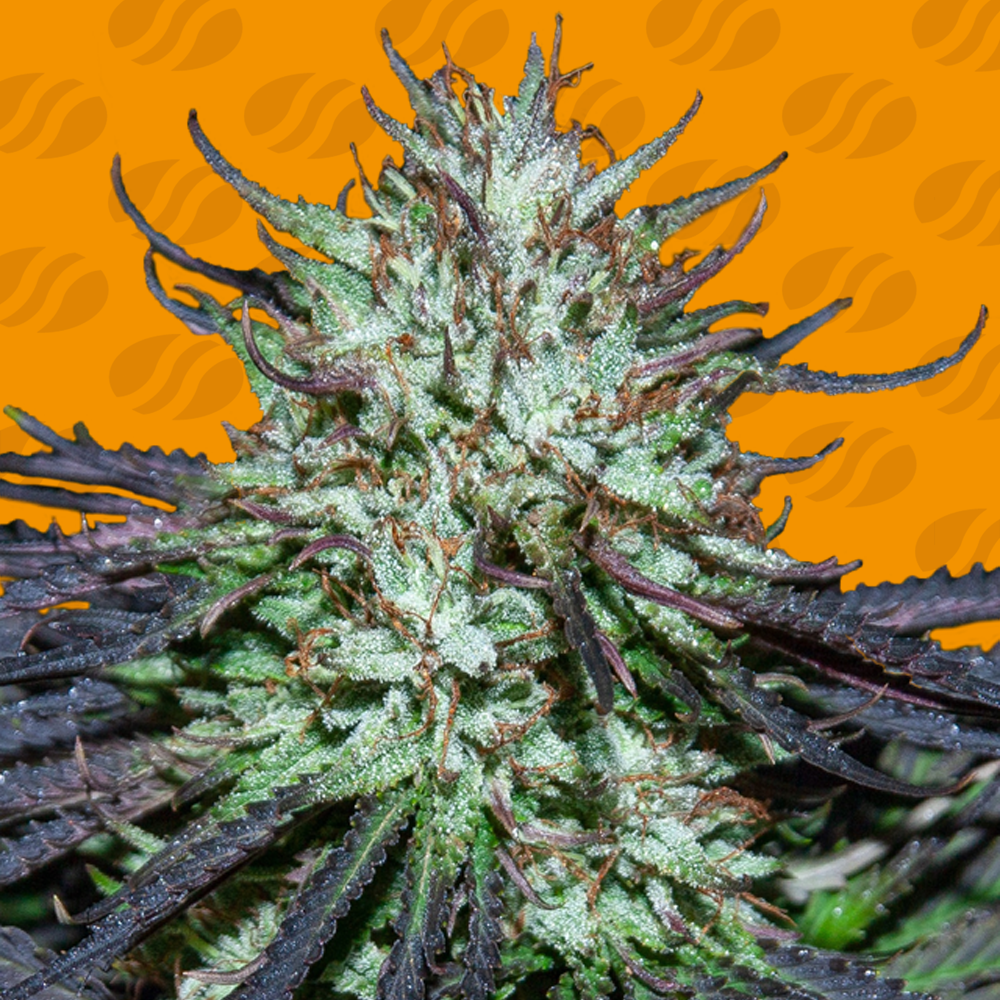 Blueberry Ghost OG Cannabis Seeds
