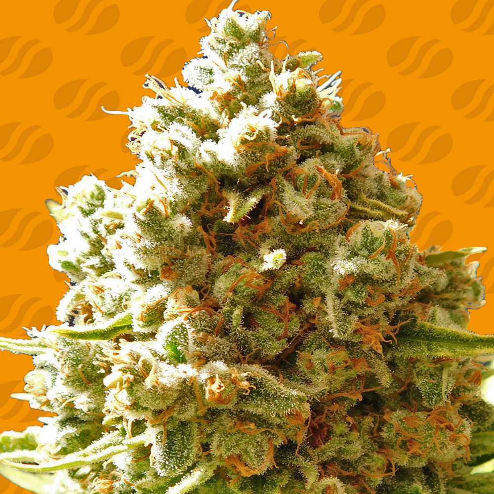 Pure Kush Cannabis Seeds