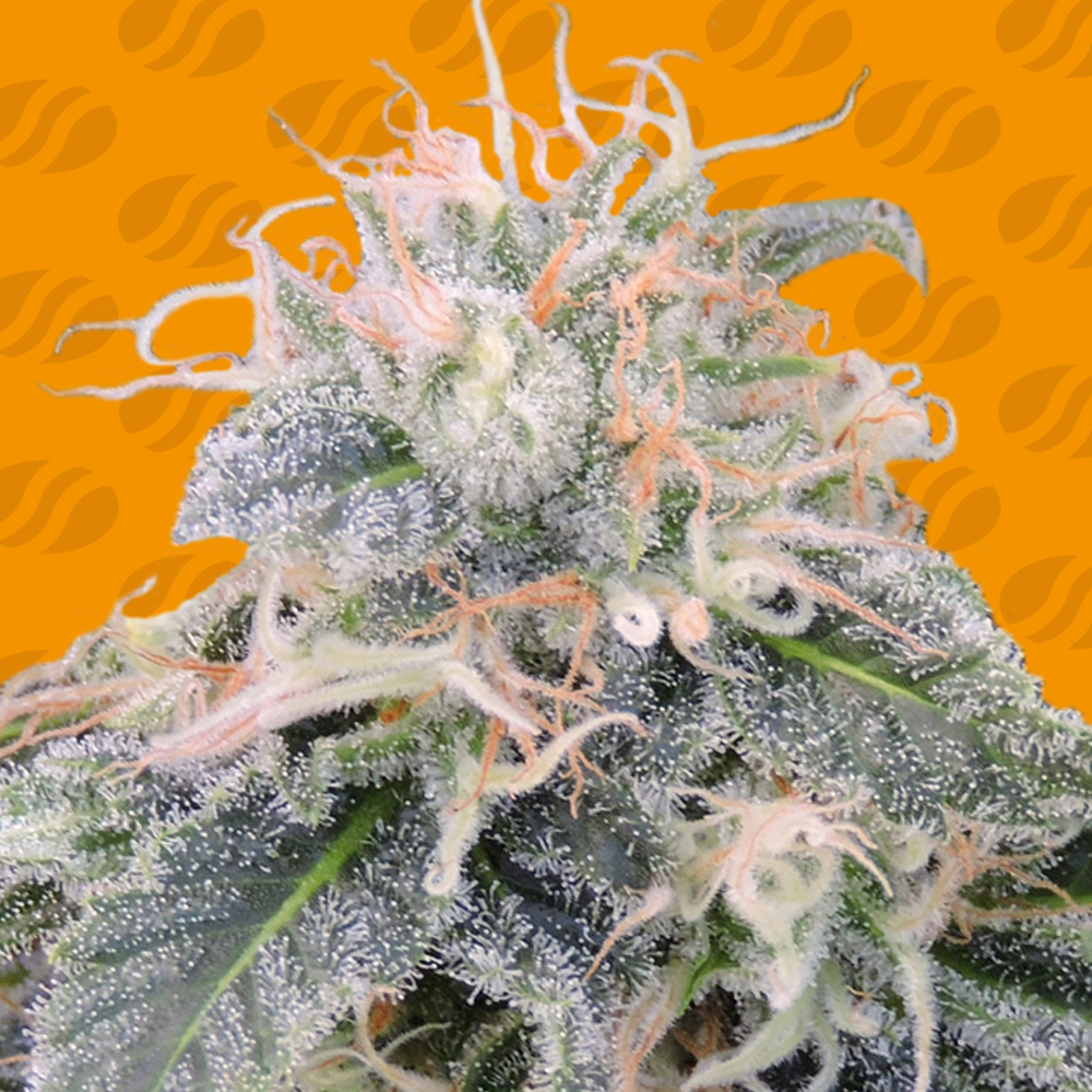 Black Ghost OG Cannabis Seeds