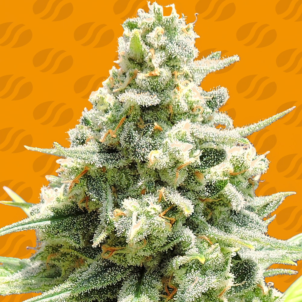 Amnesia Lemon Kush Weed Strain | Original Sensible Seeds