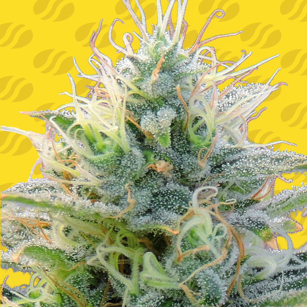 Auto Ghost OG Cannabis Seeds