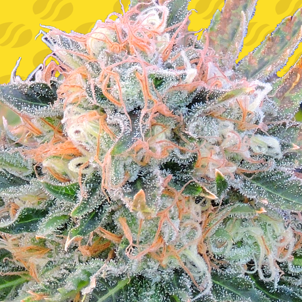 Skywalka Ghost Kush Cannabis Seeds - Marijuana Grow Shop