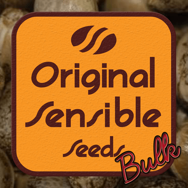 Buy Original Sensible Seeds Purple Amnesia Lemon FEM
