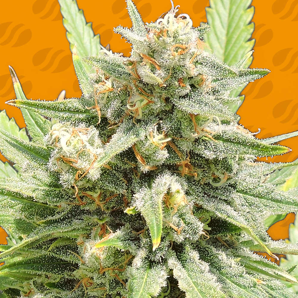 Buy Original Sensible Seeds Stinkin' Bishop FEM