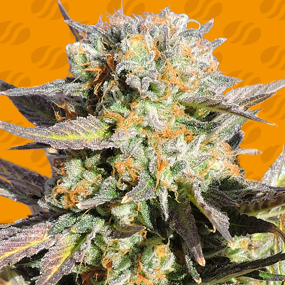 Grandaddy Black Cannabis Seeds