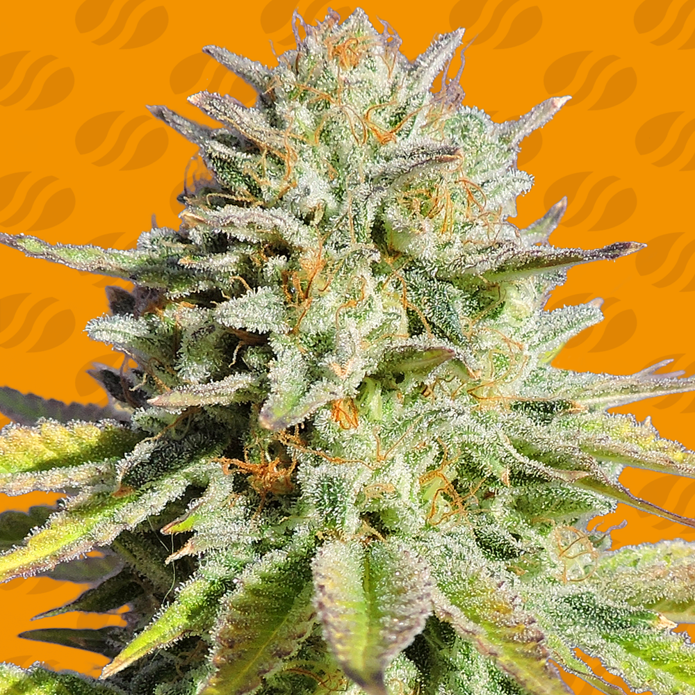 Gorilla Glue 4 100% Feminizada a Granel