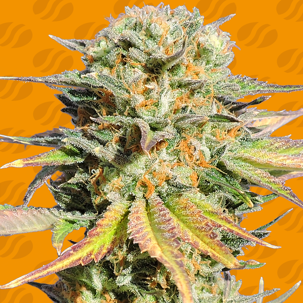 Bruce Banner #3 Cannabis Zaden