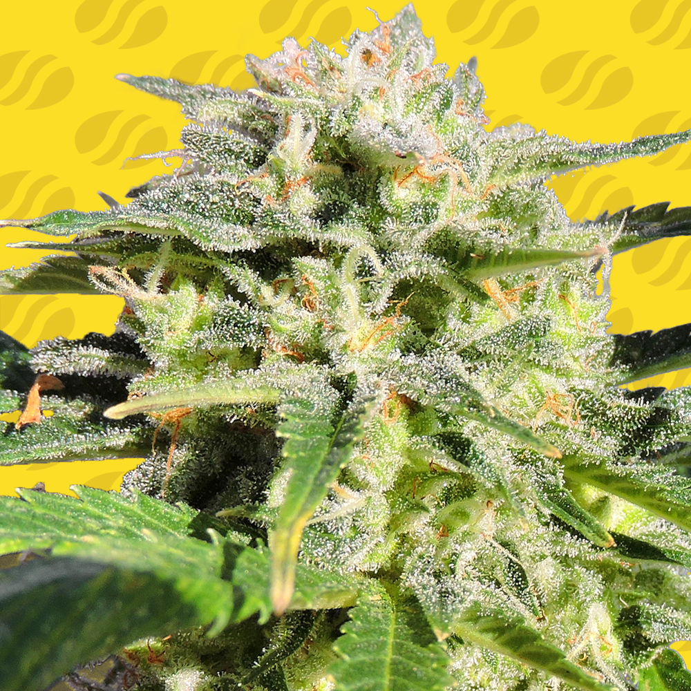 Lemonberry Haze Auto Graines de cannabis