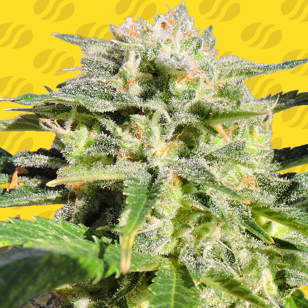 Lemonberry Haze Auto Cannabis Seeds