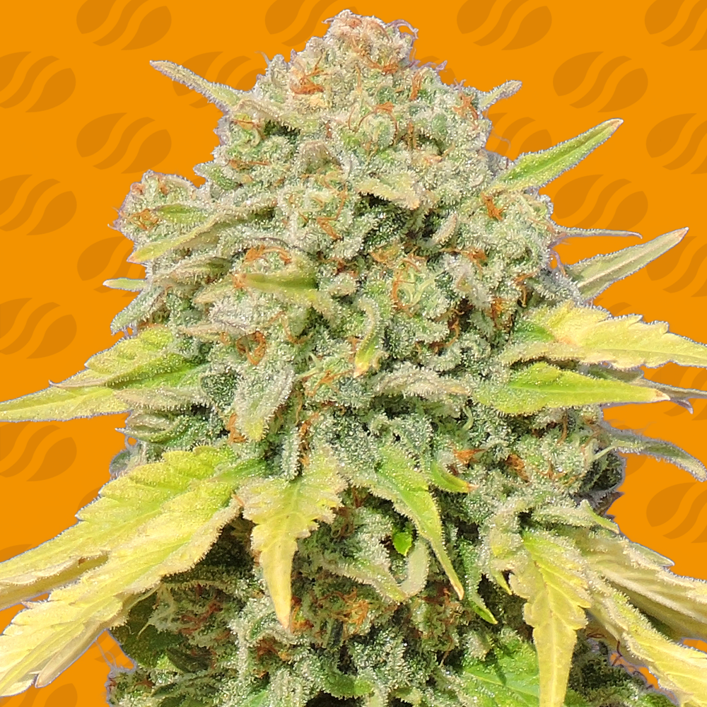 Buy Original Sensible Seeds Z FEM