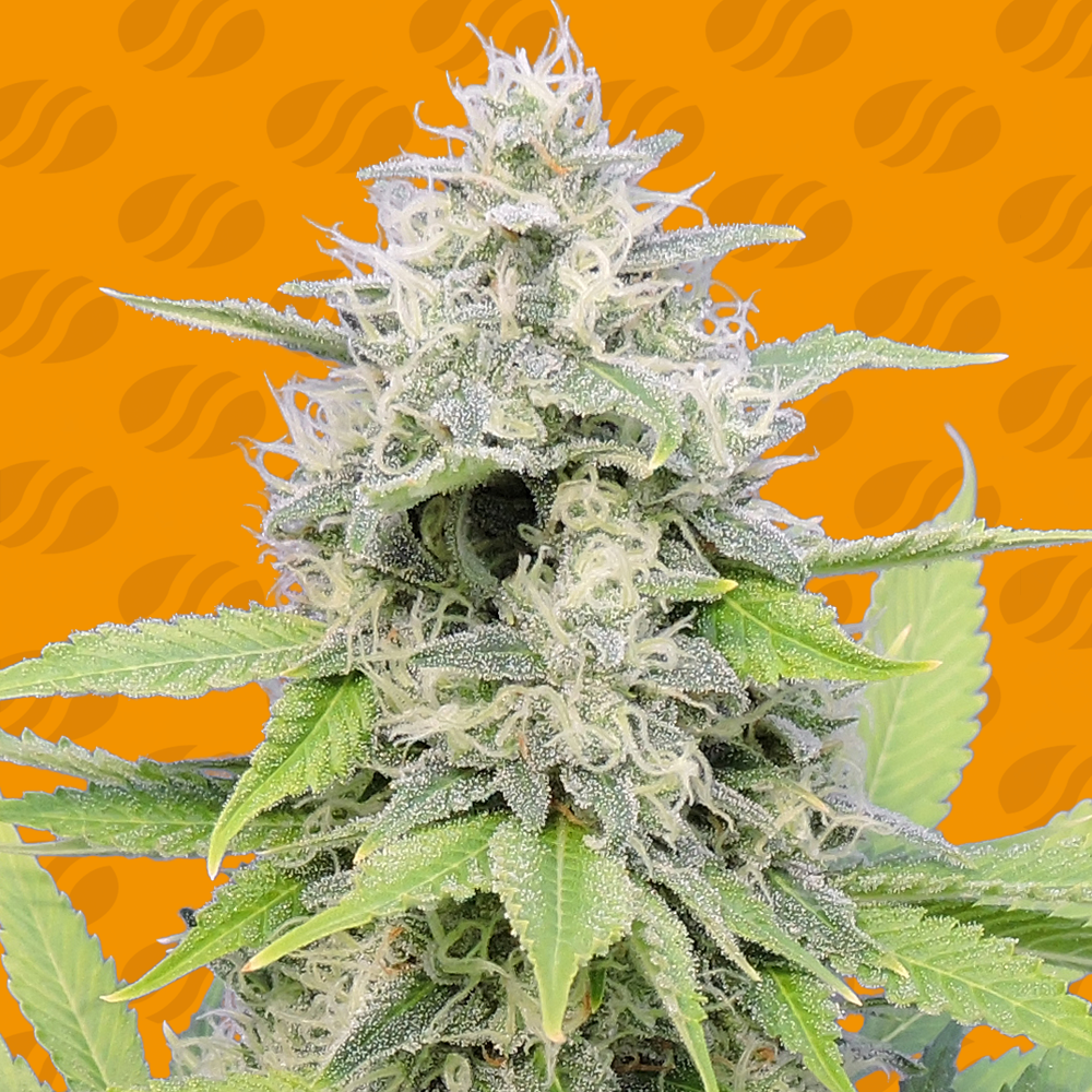 Buy Original Sensible Seeds Gorilla Zkittlez FEM