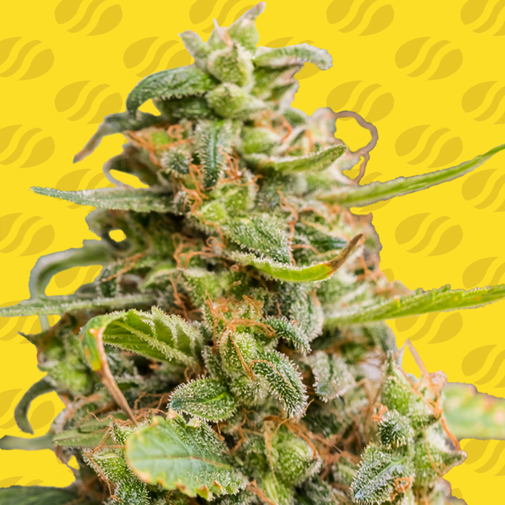 White Crystal Meth Auto Cannabis Seeds