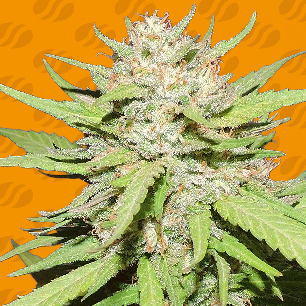 Wedding Cake Cannabis Seeds