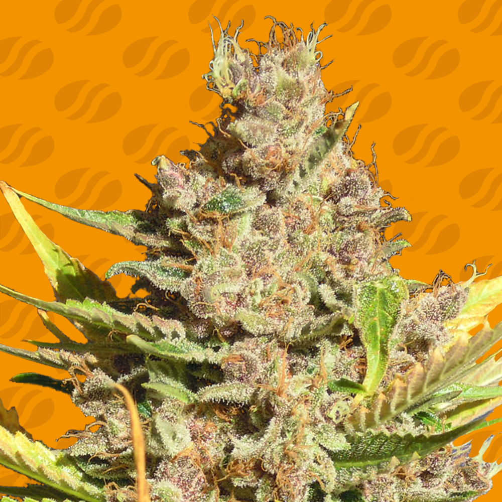 Gorilla Glue #4 - Buy Cannabis Seeds from The Original Sensible