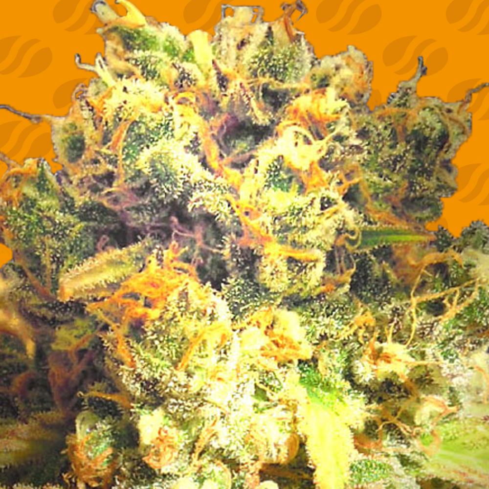 Dr. Bruce Banner CBD Cannabis Zaden