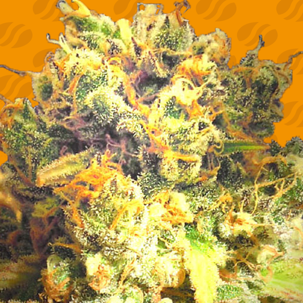 Dr Bruce Banner CBD Semillas de Marihuana