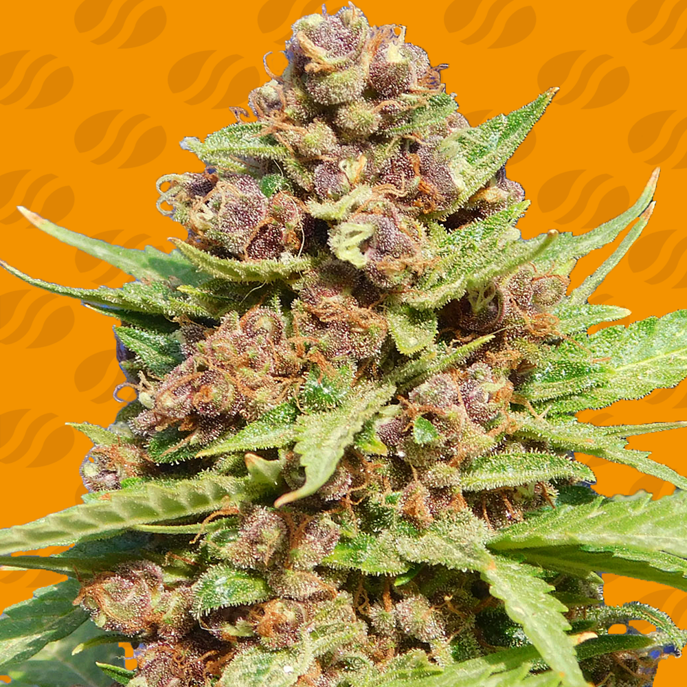 Purple Punch Cookies Cannabis Zaden