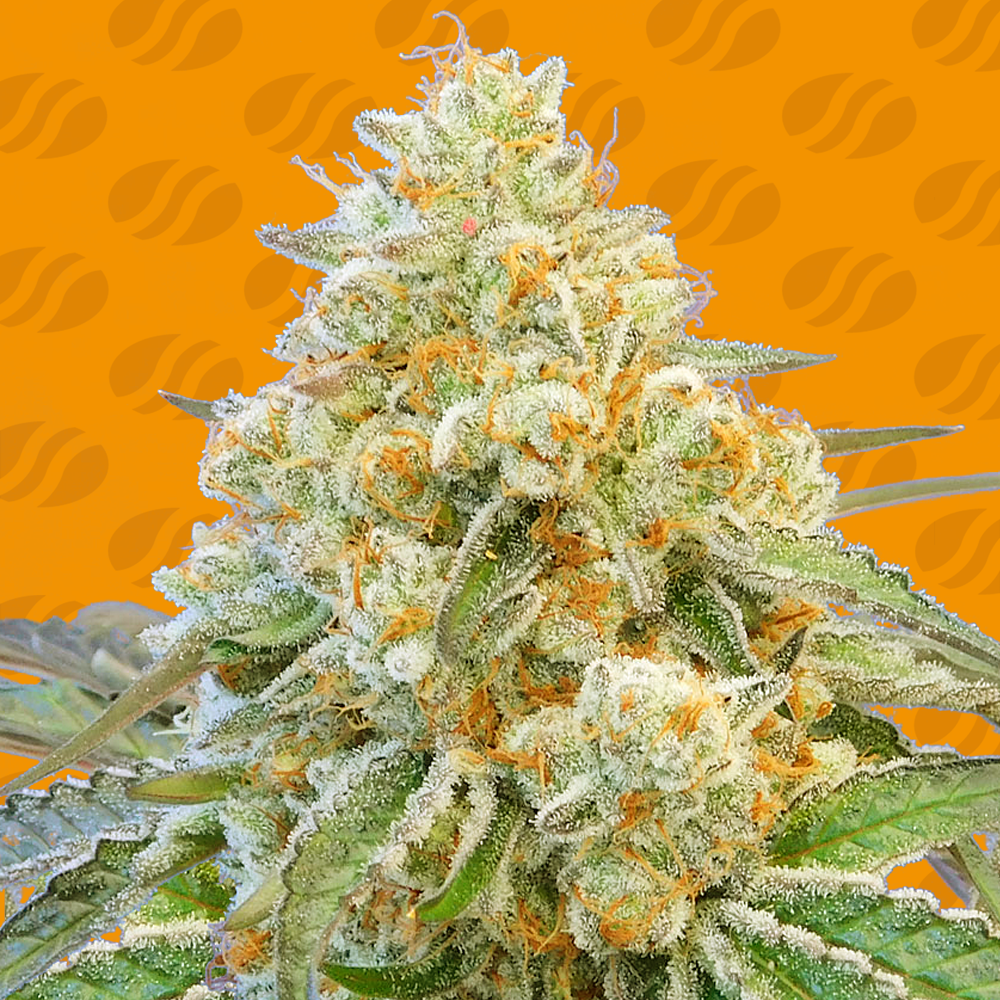 Do-Si-Dos OG Cannabis Seeds