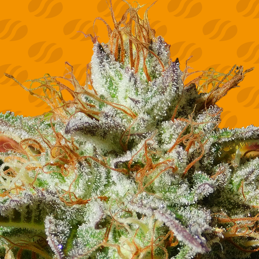 Wedding Cookies Cannabis Seeds