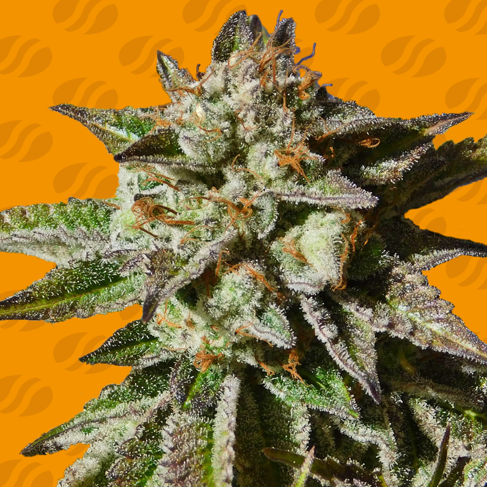 Bruce Cookies Cannabis Zaden