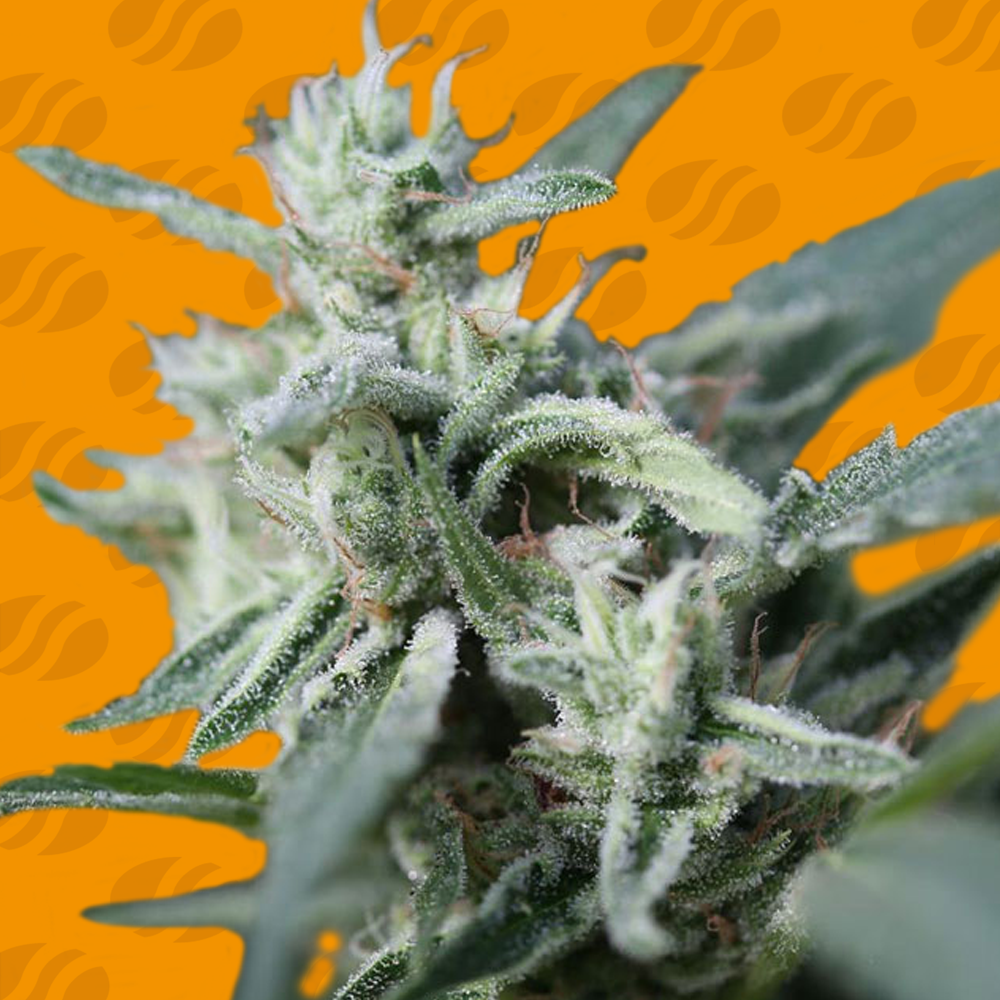 Buy Original Sensible Seeds CannaFuel CBD+ FEM