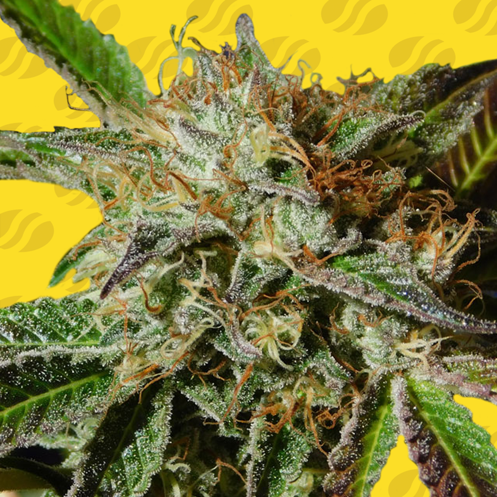 Auto Ghost Cookies Semillas de Marihuana