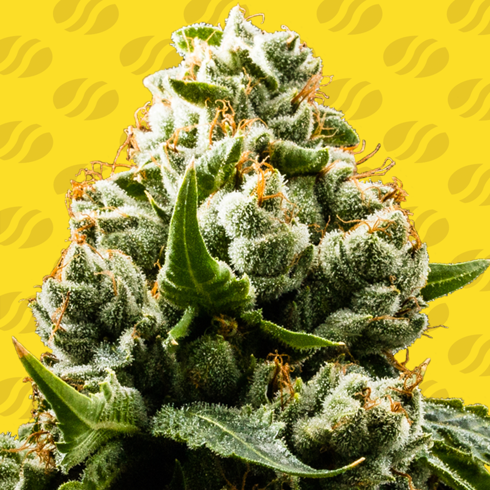 Do-Si-Dos Auto Cannabis Seeds