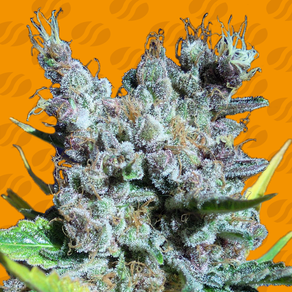 Runtz Gum Strain