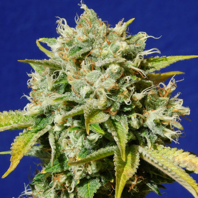 Buy Original Sensible Seeds Sweet Peach Auto CBD FEM